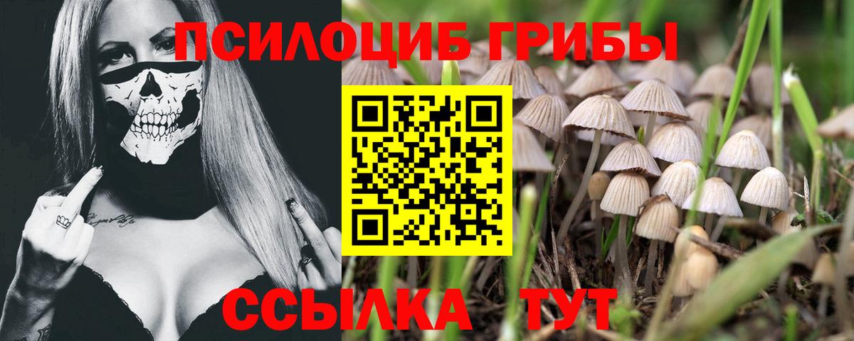 Галлюциногенные грибы Psilocybine cubensis Архангельск